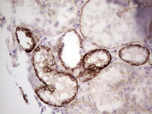 LAMA4 / Laminin Alpha 4 Antibody (aa25-270, clone OTI5G8)