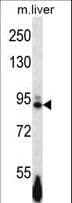 Polyclonal Rabbit anti-Mouse EPHB4 / EPH Receptor B4 Antibody (aa360-389, WB)