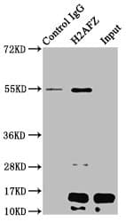 H2AFZ / H2A.z Antibody