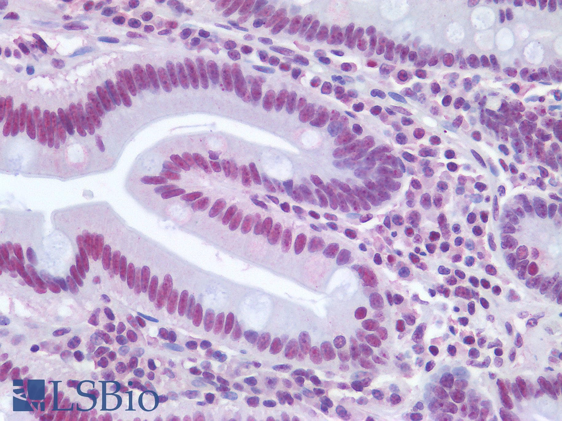 PathPlus™ NPM1 / NPM / Nucleophosmin Antibody