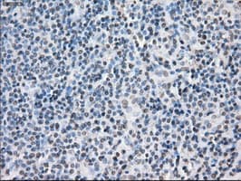 PPP5C Antibody (clone OTI1G2)
