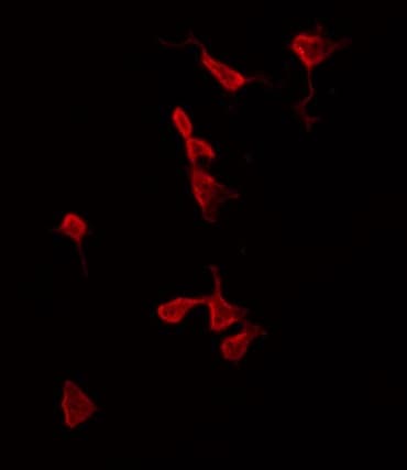 CALM3 / Calmodulin 3 Antibody