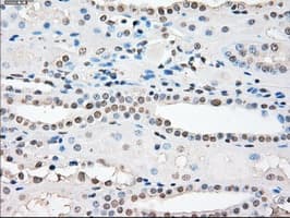 PPP5C Antibody (clone OTI6C2)