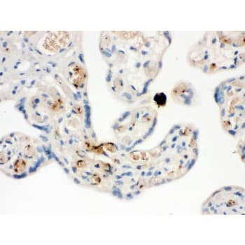 CXCL7 / PPBP Antibody (aa55-128)