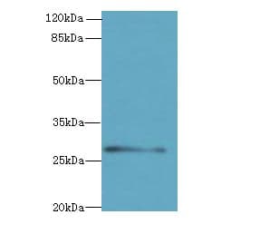 REEP4 Antibody