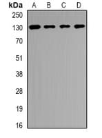 USP25 Antibody