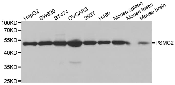 PSMC2 / RPT1 Antibody