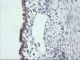 ETS2 Antibody (aa90-349, clone OTI2A3, Carrier-free)