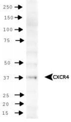 CXCR4 Antibody