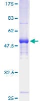 Human PILRA Protein (Recombinant GST)
