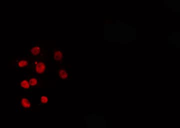 PITX1 Antibody