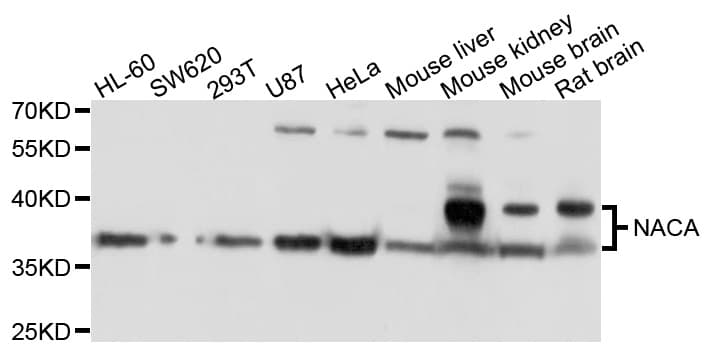 IHC-plus™ NACA Antibody