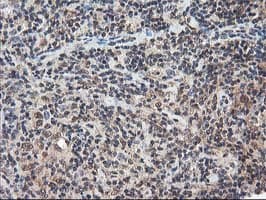 NUDT18 Antibody (clone OTI5D7)