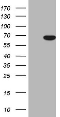 CEP63 Antibody (clone OTI2F8)