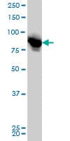 Monoclonal Mouse anti-Human LETM1 Antibody (clone 6F7, IHC, IF, WB)