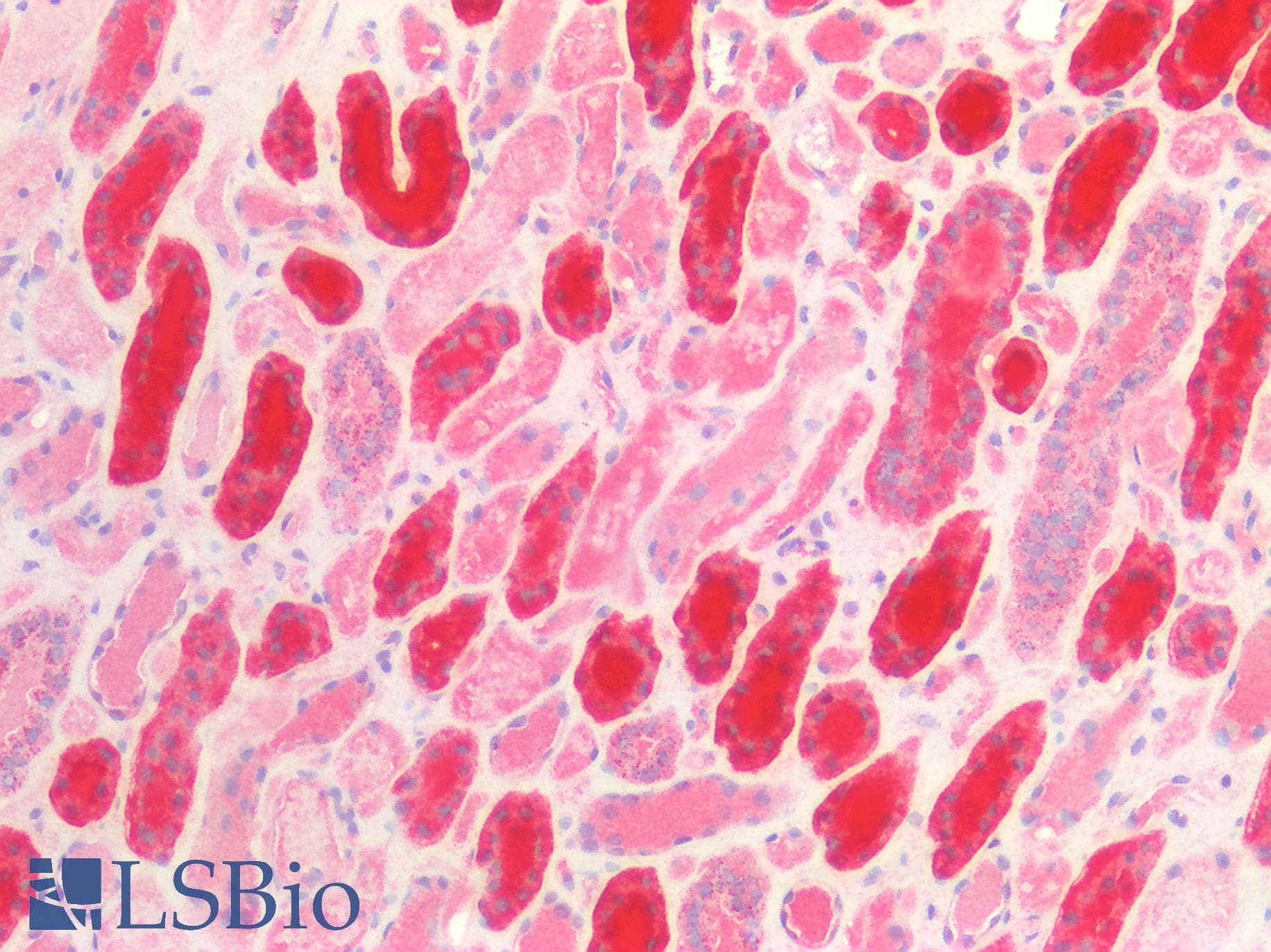 Monoclonal Mouse anti-Human HSPD1 / HSP60 Antibody (IHC, WB)