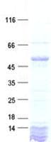 Human CASP10 / Caspase 10 Protein (Recombinant His, N-Terminal)