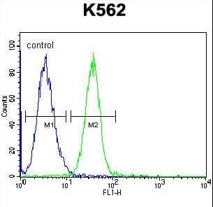 Polyclonal Rabbit anti-Human SERPINB4 / SCCA1+2 Antibody (aa268-296, WB)
