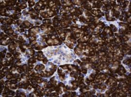 SRPRB Antibody (clone OTI2D4, Carrier-free)