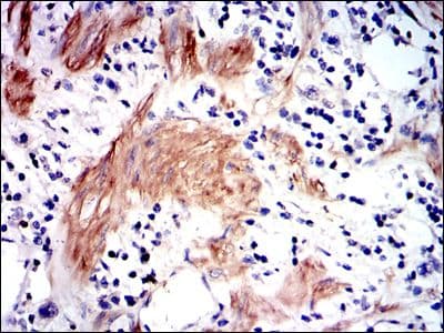 GSTM1 Antibody (clone 1H4F2)