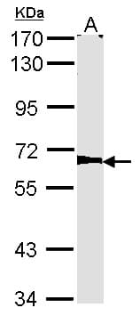 IHC-plus™ AGPS Antibody