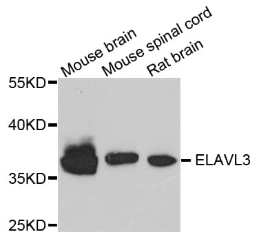 ELAVL3 / HUC Antibody