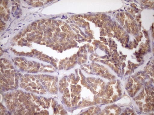 FSIP1 Antibody (clone OTI4F9)