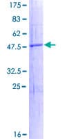 Human RNF152 Protein (Recombinant GST)