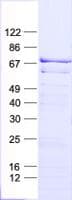 Human MAP3K3 / MEKK3 Protein (Recombinant His, N-Terminal)