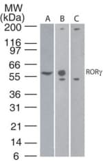 RORC / ROR Gamma Antibody (aa1-50, clone 4G419)