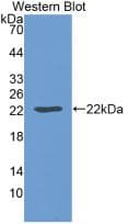 Leptin Antibody (aa22-167, clone C4)