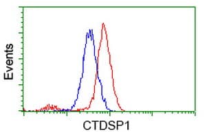 CTDSP1 / SCP1 Antibody (clone OTI1A10, Carrier-free)
