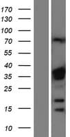HNRPA1 / HnRNP A1 Protein (Over-Expression Lysate Myc-DDK (Flag))