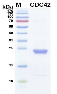 Human CDC42 Protein (Recombinant 6His, N-terminus)