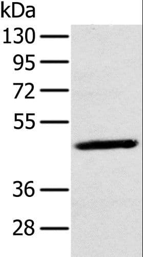 MAGE10 / MAGEA10 Antibody