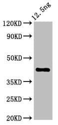 ZAR1 Antibody