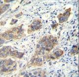 CDH24 / EY Cadherin Antibody (aa54-81)