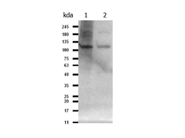 PIK3CB / PI3K Beta Antibody (N-Terminus)