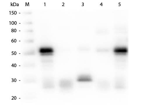 Goat Anti-Rabbit IgG Secondary Antibody