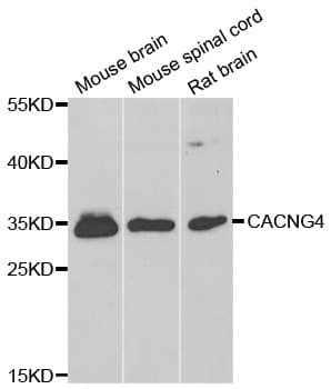 CACNG4 Antibody