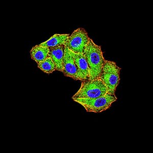 MIB1 Antibody (clone 6A9C9)