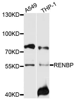 RENBP Antibody