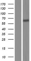 IRAK3 / IRAKM / IRAK-M Protein (Over-Expression Lysate Myc-DDK (Flag))