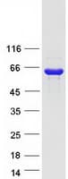 Human PNLIPRP2 Protein (Recombinant Myc-DDK (Flag))
