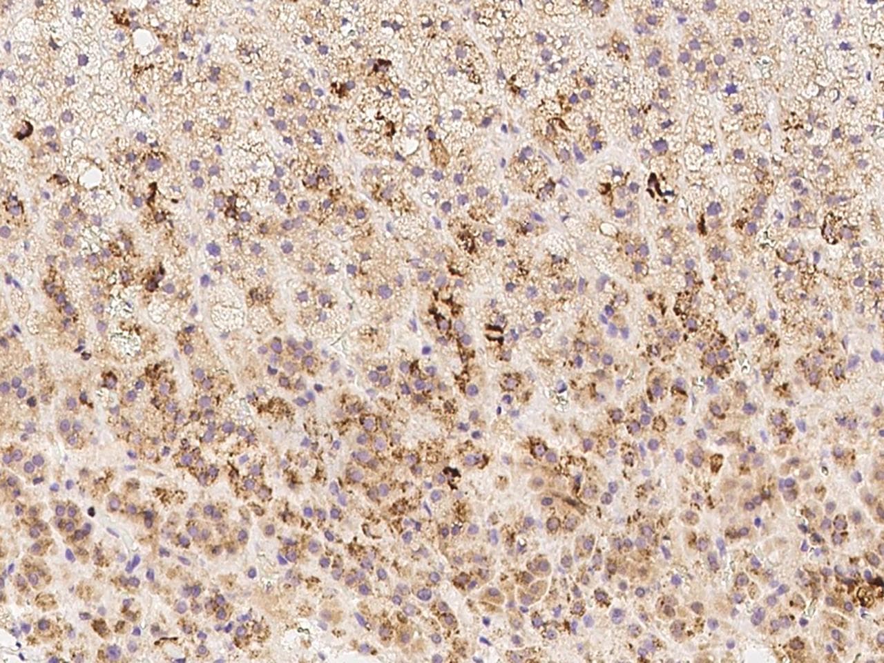 SUSD3 Antibody
