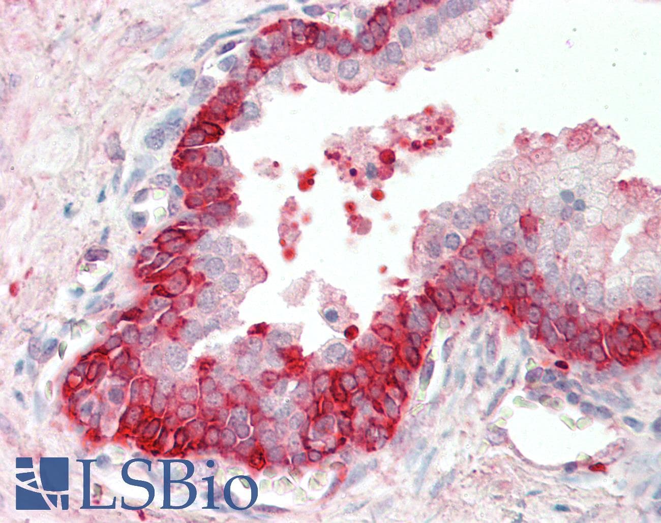 IHC-plus™ BID Antibody (aa230-241)