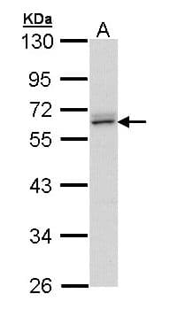 IHC-plus™ ERG Antibody