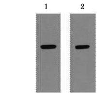 Monoclonal Mouse Strep Tag Antibody (WB)