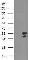 MLF2 Antibody (clone OTI1G1)