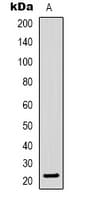 NIP3 / BNIP3 Antibody (Internal)